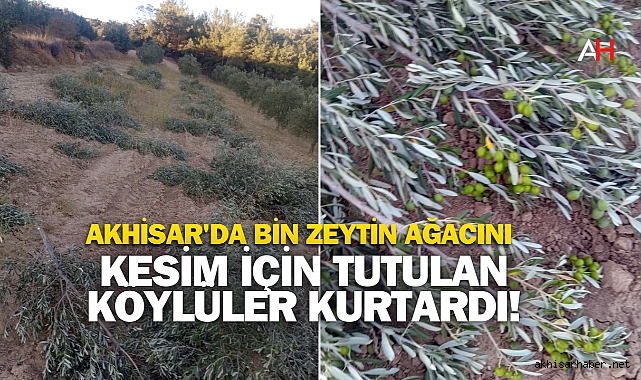 Akhisar'da Bin Zeytin Ağacını Köylüler Kurtardı!