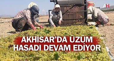 Akhisar'da Üzüm Hasadı Tüm Hızıyla Devam Ediyor