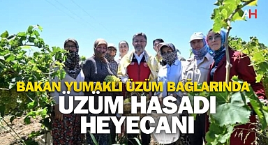 Manisa’da Üzüm Hasadı Heyecanı: Bakan Yumaklı Üzüm Bağlarında