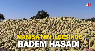 Selendi'de Badem Hasadı Başladı