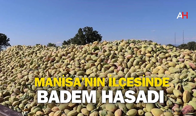 Selendi'de Badem Hasadı Başladı