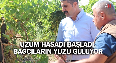 Üzüm Hasadı Başladı, Bağcıların Yüzü Gülüyor