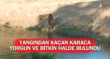 Yangından Kaçan Karaca Yorgun ve Bitkin Halde Bulundu