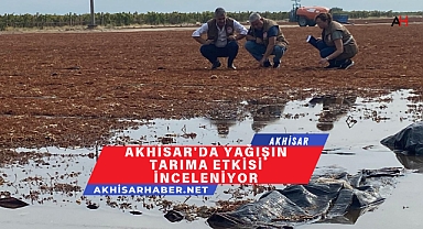 Akhisar'da Yağışın Tarıma Etkisi İnceleniyor
