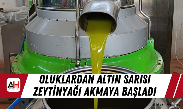 Oluklardan Altın Sarısı Zeytinyağı Akmaya Başladı