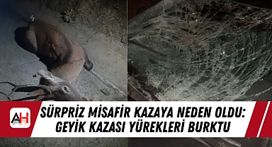 Sürpriz Misafir Kazaya Neden Oldu: Geyik Kazası Yürekleri Burktu