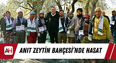 Anıt Zeytin Bahçesi'nde Hasat