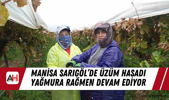Manisa Sarıgöl’de Üzüm Hasadı Yağmura Rağmen Devam Ediyor