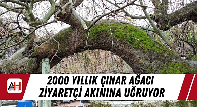 2000 Yıllık Çınar Ağacı Ziyaretçi Akınına Uğruyor