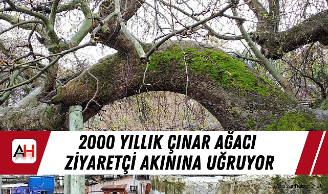 2000 Yıllık Çınar Ağacı Ziyaretçi Akınına Uğruyor