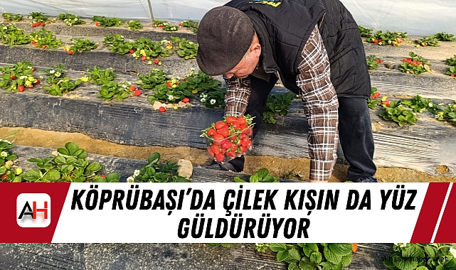 Köprübaşı’da Çilek Kışın da Yüz Güldürüyor