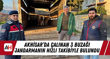 Akhisar'da Çalınan 3 Buzağı Jandarmanın Hızlı Takibiyle Bulundu