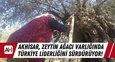 Akhisar, Zeytin Ağacı Varlığında Türkiye Liderliğini Sürdürüyor!