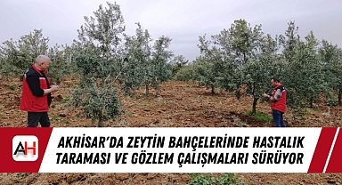 Akhisar'da Zeytin Bahçelerinde Hastalık Taraması ve Gözlem Çalışmaları Sürüyor