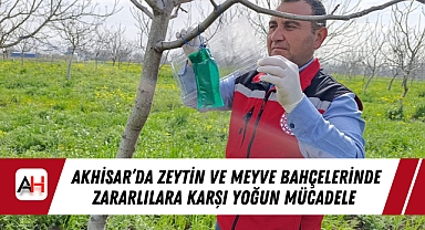 Akhisar'da Zeytin ve Meyve Bahçelerinde Zararlılara Karşı Yoğun Mücadele