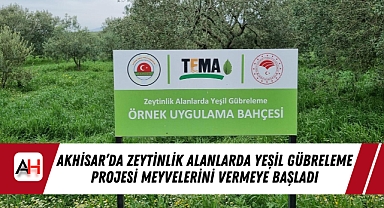 Akhisar'da Zeytinlik Alanlarda Yeşil Gübreleme Projesi Meyvelerini Vermeye Başladı