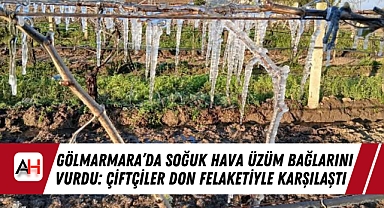 Gölmarmara'da Soğuk Hava Üzüm Bağlarını Vurdu: Çiftçiler Don Felaketiyle Karşılaştı