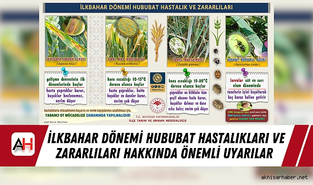 İlkbahar Dönemi Hububat Hastalıkları ve Zararlıları Hakkında Önemli Uyarılar