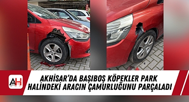 Akhisar'da Başıboş Köpekler Park Halindeki Aracın Çamurluğunu Parçaladı