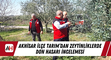 Akhisar İlçe Tarım'dan Zeytinliklerde Don Hasarı İncelemesi