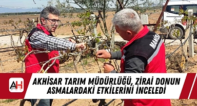 Akhisar Tarım Müdürlüğü, Zirai Donun Asmalardaki Etkilerini İnceledi