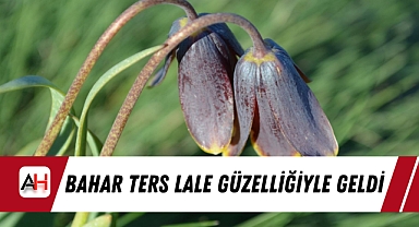 Bahar Ters Lale Güzelliğiyle Geldi