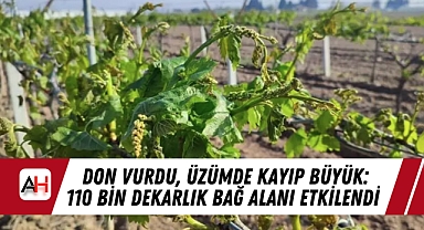 Don Vurdu, Üzümde Kayıp Büyük: 110 Bin Dekarlık Bağ Alanı Etkilendi