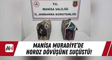 Manisa Muradiye'de Horoz Dövüşüne Suçüstü!