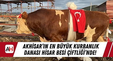 Akhisar'ın En Büyük Kurbanlık Danası Hisar Besi Çiftliği'nde!
