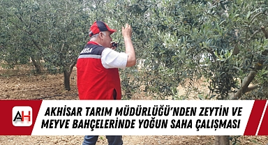 Akhisar Tarım Müdürlüğü'nden Zeytin ve Meyve Bahçelerinde Yoğun Saha Çalışması