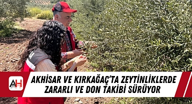 Akhisar ve Kırkağaç'ta Zeytinliklerde Zararlı ve Don Takibi Sürüyor