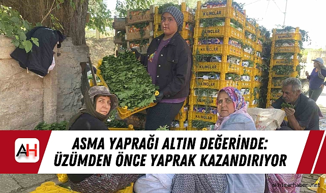 Asma Yaprağı Altın Değerinde: Üzümden Önce Yaprak Kazandırıyor