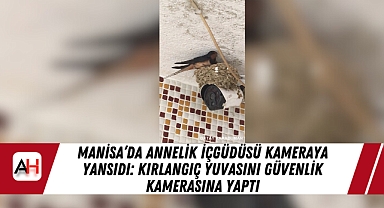 Manisa’da Annelik İçgüdüsü Kameraya Yansıdı: Kırlangıç Yuvasını Güvenlik Kamerasına Yaptı