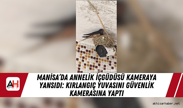 Manisa’da Annelik İçgüdüsü Kameraya Yansıdı: Kırlangıç Yuvasını Güvenlik Kamerasına Yaptı