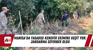Manisa'da Yasadışı Kenevir Ekimine Geçit Yok: Jandarma Seferber Oldu
