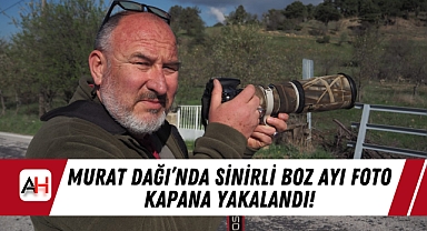 Murat Dağı'nda Sinirli Boz Ayı Foto Kapana Yakalandı!