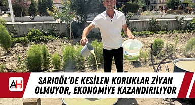 Sarıgöl'de kesilen koruklar ziyan olmuyor, ekonomiye kazandırılıyor