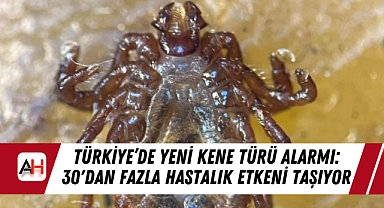 Türkiye'de Yeni Kene Türü Alarmı: 30'dan Fazla Hastalık Etkeni Taşıyor