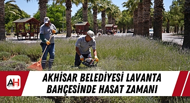 Akhisar Belediyesi Lavanta Bahçesinde Hasat Zamanı