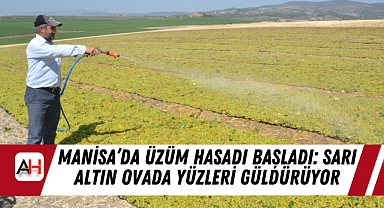 Manisa’da Üzüm Hasadı Başladı: Sarı Altın Ovada Yüzleri Güldürüyor