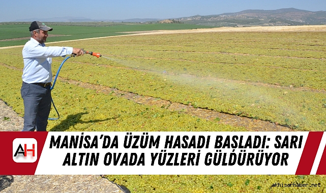 Manisa’da Üzüm Hasadı Başladı: Sarı Altın Ovada Yüzleri Güldürüyor