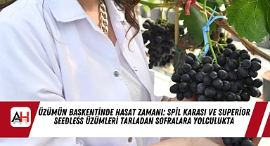 Üzümün Başkentinde Hasat Zamanı: Spil Karası ve Superior Seedless Üzümleri Tarladan Sofralara Yolculukta