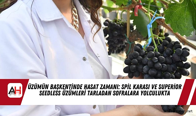 Üzümün Başkentinde Hasat Zamanı: Spil Karası ve Superior Seedless Üzümleri Tarladan Sofralara Yolculukta