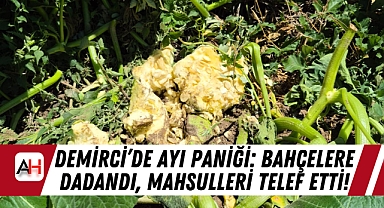 Demirci'de Ayı Paniği: Bahçelere Dadandı, Mahsulleri Telef Etti!