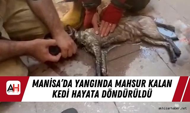 Manisa’da Yangında Mahsur Kalan Kedi Hayata Döndürüldü