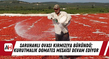Saruhanlı Ovası Kırmızıya Büründü: Kurutmalık Domates Mesaisi Devam Ediyor