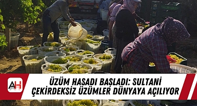 Üzüm Hasadı Başladı: Sultani Çekirdeksiz Üzümler Dünyaya Açılıyor