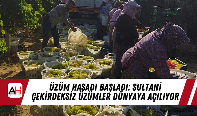 Üzüm Hasadı Başladı: Sultani Çekirdeksiz Üzümler Dünyaya Açılıyor