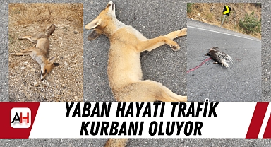 Yaban Hayatı Trafik Kurbanı Oluyor