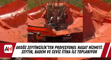 Akgöz Zeytincilik'ten Profesyonel Hasat Hizmeti: Zeytin, Badem ve Ceviz İtina ile Toplanıyor